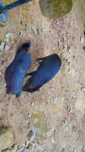 haiden-hot19cm Animales Pic 8