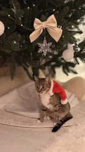 NatalForsy My kittys^^ Kuva 6