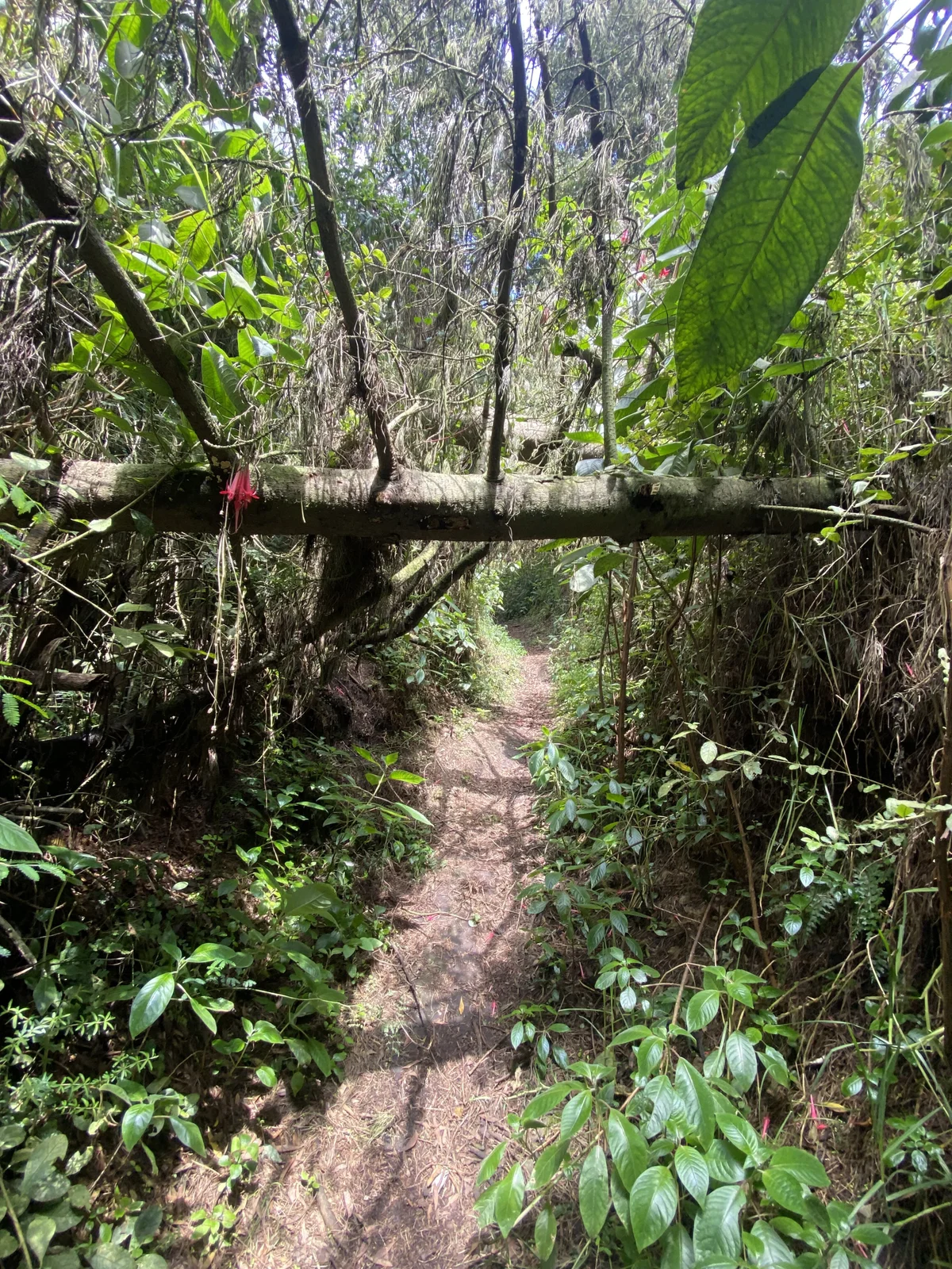 Maiky_Cooper01 Poză populară 2864