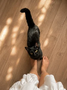 Lira_Fayeee 🖤🧡 Soul Paws Jack & Belyash — our furry family. ✨🐾 Kuva