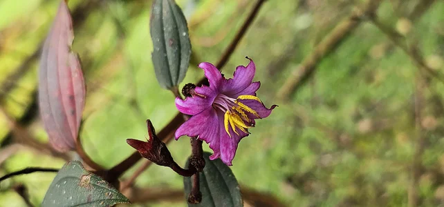 Kore_Persephone 📸🩵🪷🌻My Friends the Flowers🌻🪷🩵📸🎬🌿🥀 사진