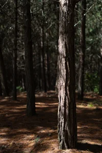 Soficabrera Forbidden Forest 🔥 Pic 6