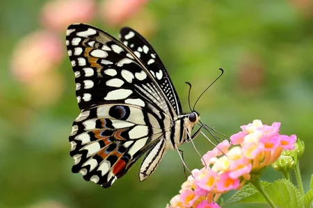 WallisZen's photo