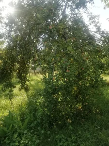 ExquisiteMature Blessings of a mystical tree Poză 9