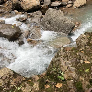 Josep_Davies forest guy 사진 3