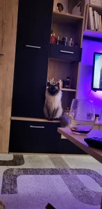 Blondie_Sasha Cat mom Immagine  4