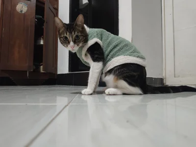 Danysca Mes magnifiques chats slika 7