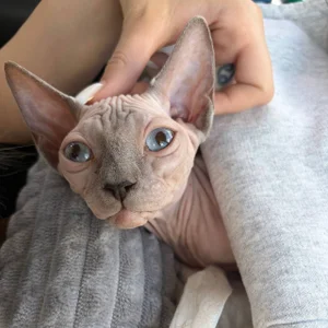 nancy_chancy 🐱🩶how do we look together?🐱🩶 зображення 7