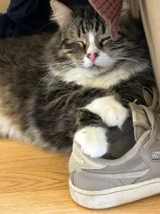 saint_trisha my cats 사진