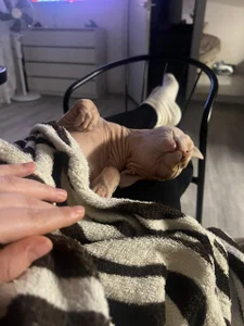 crowned_goddess my favorite pets 사진 3