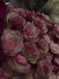 Sweeet_Eva ❤️ صورة واحدة|Sweeet_Eva ❤️ صورتان|Sweeet_Eva ❤️  4 صور|Sweeet_Eva ❤️  4 صورة