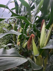 emilyzz Public  2. fénykép