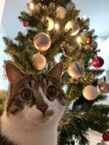 Zdjęcia Sexy_Lava my cat says meow happy holiday everyone:  3