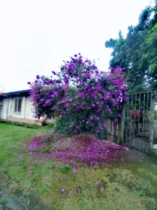 Avelasco De paseo 🎇👌🫣 Foto 2