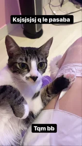 chickenlittle_uwu bebe (my cat the reason im still alive uwu) Pic 4