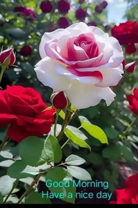 Sainicpl Public зображення 4