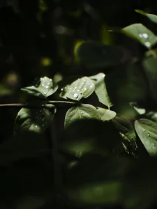 karan_sandhu_1: NATURE ( 6 фото)