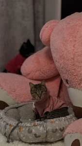 NatalForsy My kittys^^ Kuva 8