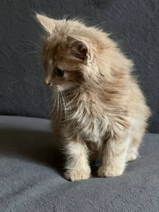 SweetGirl1- Oscar slika 4