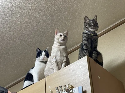 erina_oo えりなのぬっこさん達🐱 Pic 2