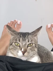 Ivonne_Latina My cat Billede