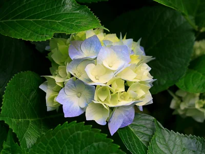 1 de MrFolium Foto 3