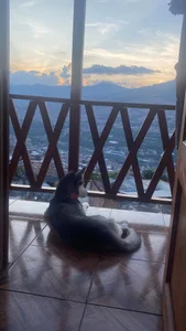 my life is my dog de assbignatha Foto