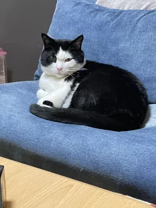 erina_oo えりなのぬっこさん達🐱 Pic