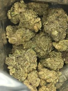 p13guy42 Public slika 3