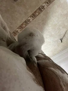 Bear bubble de big_bearr  4 Imagens