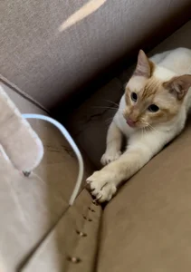 abbyhall_ The loves of my life 🥹 Pic 3