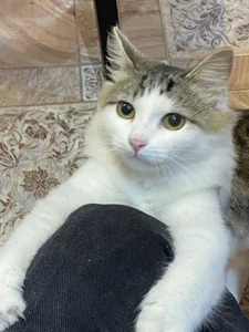 CindyMil my kitty Εικόνα 6