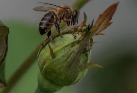 hadeszeuss2 insectos - insects รูป  8