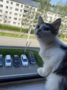 CindyMil my kitty Εικόνα 8