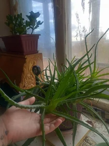 I also love growing houseplants! 🌱 de MarcyBright Foto 5