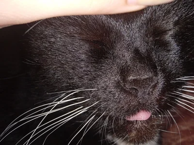 lilith_diva Lifestyle and Cat Margo🥰 Pic 6