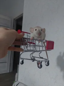 MelissaMays 🐁 Immagine  2