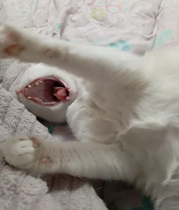 Sylvia_Reed MY CAT FROSKA Pic 3