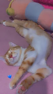 sabrinamossii 𝑚𝑦 𝑏𝑎𝑏𝑖𝑒𝑠💙😍 টি ছবি