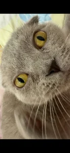 my love cat de MelissaMelrey Foto 2