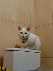 Sylvia_Reed MY CAT FROSKA Pic 4