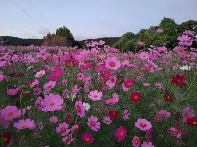 Ryo-jのコスモス🌸Flowerの 2枚の写真