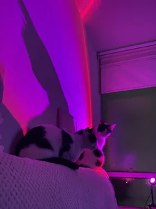 Babymishi My cats 🥹💖 Pic 3