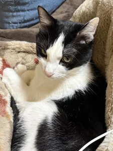 erina_oo えりなのぬっこさん達🐱 Pic 3