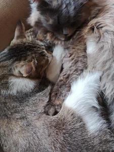 Zdjęcia Naomi_Evermore my cat$ ☜(ﾟヮﾟ☜): 