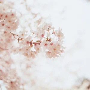 FelicityLaurentLi kullanıcısının Public albümü -  2 fotoğraf