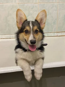 Supergoal for superdog od Ariana_Petite  6 snímek