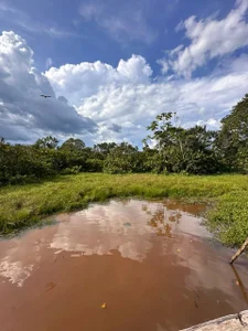 amandaconner Amazonas - Isla de los Micos Pic 3