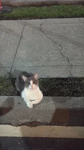 Mi🐈 de Barbiebrunette_ Foto 3