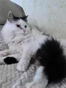 JadeEva's My lovely Cats - Bonya and Murzik Sex Photo 2